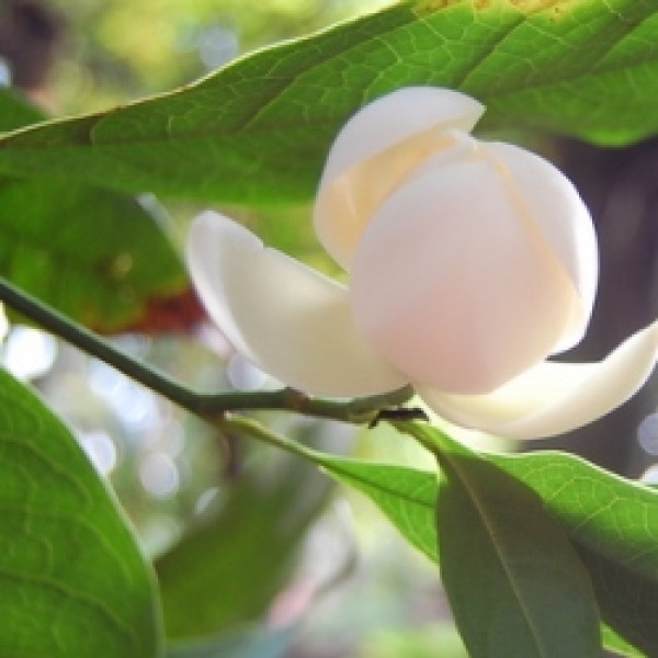 Kavati Chafa, Kawathi Chafa, Magnolia liliifera (white) flower plant
